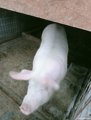 Porc de Crăciun  - imagine 5