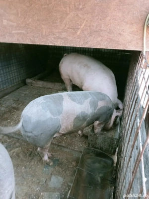 Porc de Crăciun  - imagine 4