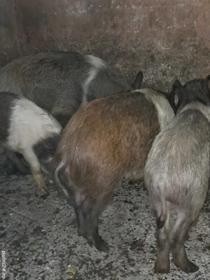 purcei de vânzare  - imagine 2