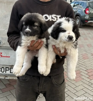 Catei ciobanesc de bucovina