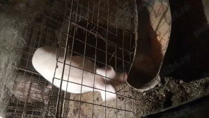 Porci și purcei de vinzare