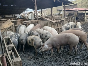 Vând porci  - imagine 2
