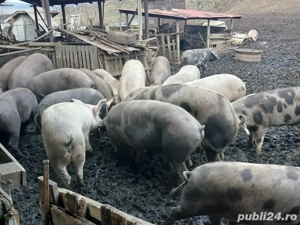 Vând porci  - imagine 3
