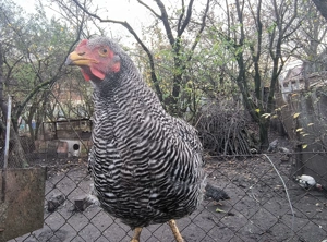 Cocoș rasa Plymouth rock barat de 6 luni.