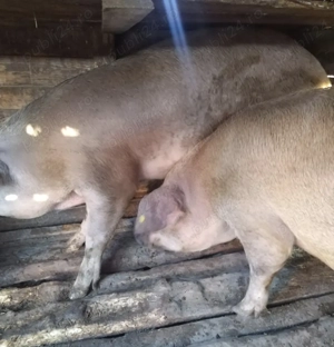 Vand 2 porci ,crescuți bio,rasa duroc - imagine 2