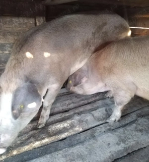 Vand 2 porci ,crescuți bio,rasa duroc - imagine 4