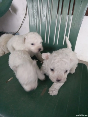 bichon maltez frise - imagine 2