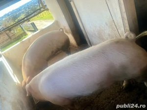 Porc de Craciun  - imagine 5