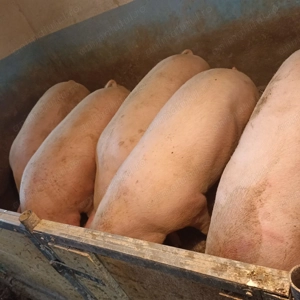 Porci de vanzare - imagine 2