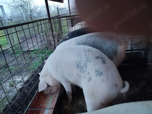 Porci de vanzare - imagine 2