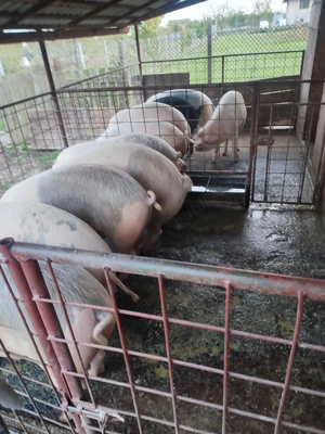 Porci de vanzare