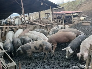 Vând porci  - imagine 5