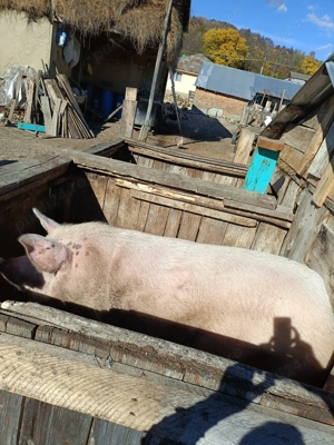 Vând porc de 200 kg in viu