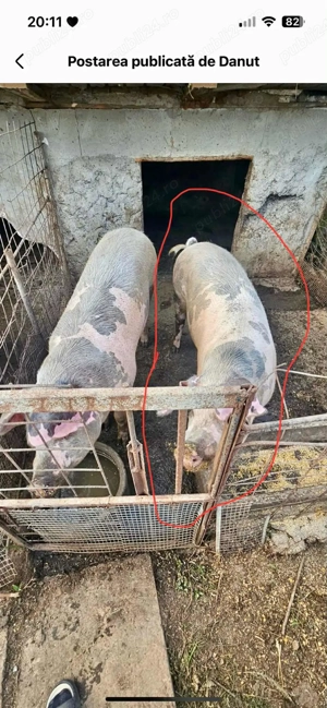 Porci pentru Crăciun 