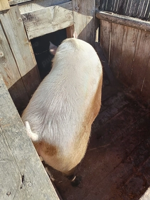 Vând porc de 200 kg in viu - imagine 4