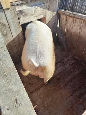 Vând porc de 200 kg in viu - imagine 3