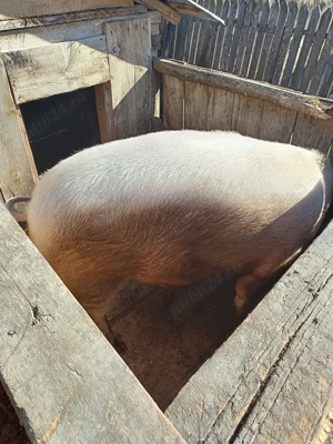 Vând porc de 200 kg in viu - imagine 5
