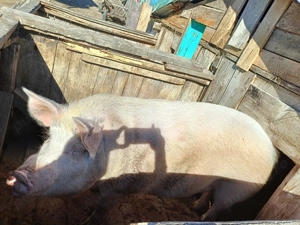 Vând porc de 200 kg in viu - imagine 2