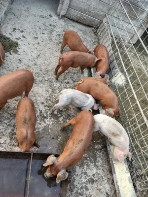 Vând purcei Duroc  - imagine 3