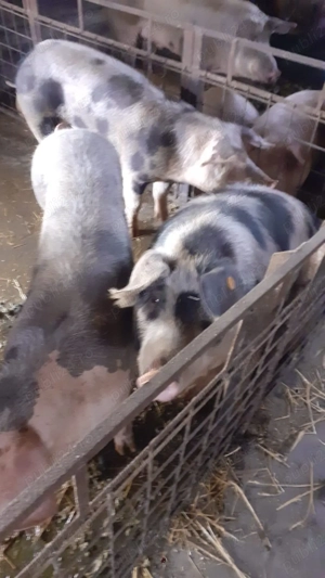 Porci pentru sacrificat - imagine 4