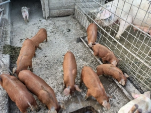 Vând purcei Duroc  - imagine 2