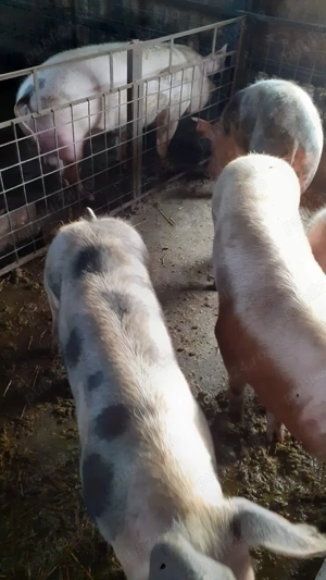Porci pentru sacrificat - imagine 5