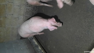 porci de vanzare