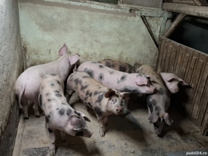 Porci carne 90-115 kg