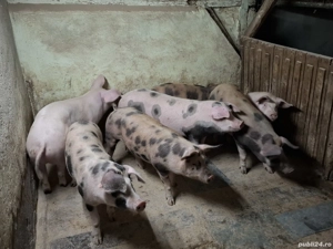 Porci carne 90-115 kg - imagine 3