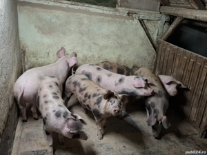 Porci carne 90-115 kg - imagine 2