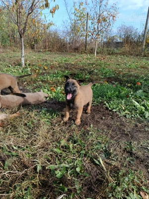 catei ciobanesc belgian(malignois belgian)