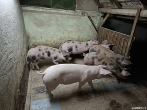 Porci carne 90-115 kg - imagine 4