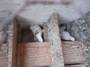 Porumbei peruși de vânzare 