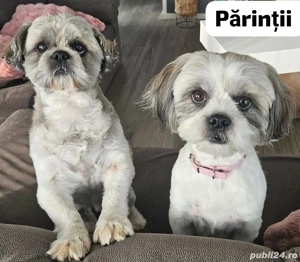 Căței Shih-tzu  - imagine 4