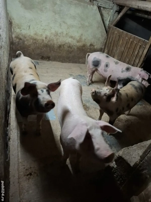 Porci carne 90-115 kg - imagine 5