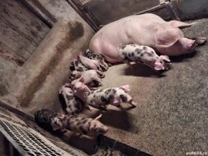 Purcei 7 săptămăni - imagine 4