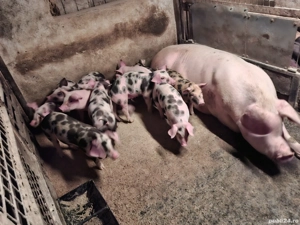 Purcei 7 săptămăni