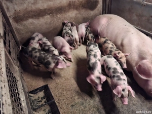 Purcei 7 săptămăni - imagine 3