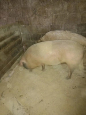 Porci de vânzare, rasa landras și rasa mangalița 