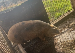 Porc de vânzare -Tritenii de jos ,Cluj  - imagine 2