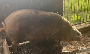 Porc de vânzare -Tritenii de jos ,Cluj 