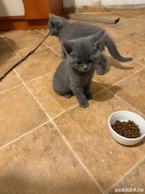 pui pisica british - imagine 3