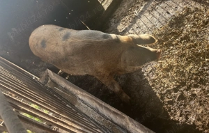 Porc de vânzare -Tritenii de jos ,Cluj  - imagine 4