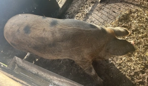 Porc de vânzare -Tritenii de jos ,Cluj  - imagine 5