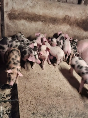 Purcei 7 săptămăni - imagine 2