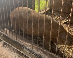 Porc de vânzare -Tritenii de jos ,Cluj  - imagine 3