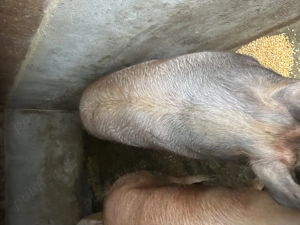 Vand porci radă duroc și pietrain. 