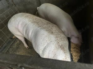 Vand porci rasa duroc și pietrain.  - imagine 3