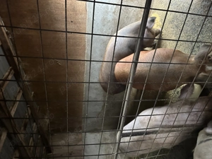 Vand porci rasa duroc și pietrain.  - imagine 4