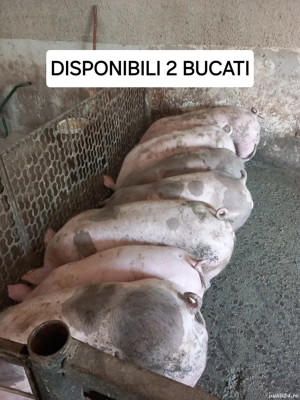 porci rasa de  carne 